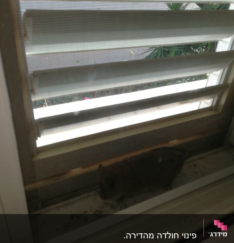 מכרסם קטן ליד חלון עם תריסים